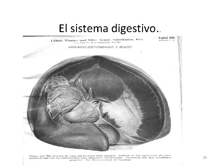 El sistema digestivo. . 16 