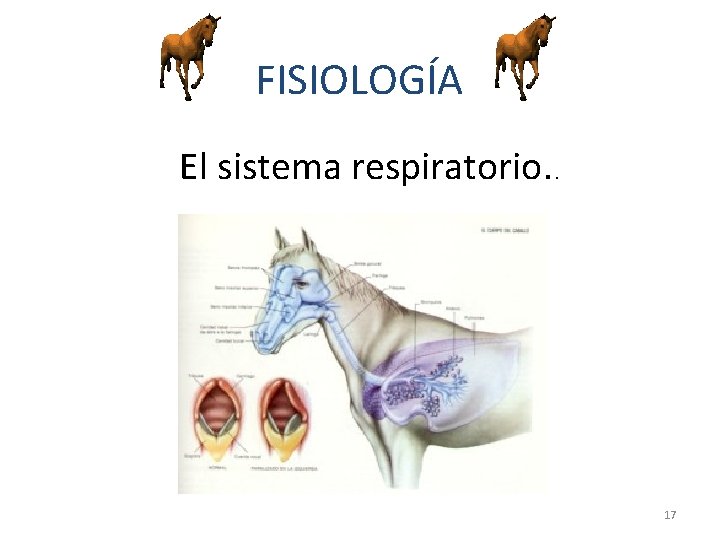 FISIOLOGÍA El sistema respiratorio. . 17 