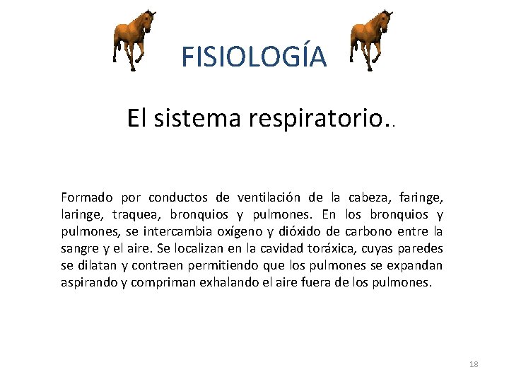 FISIOLOGÍA El sistema respiratorio. . Formado por conductos de ventilación de la cabeza, faringe,