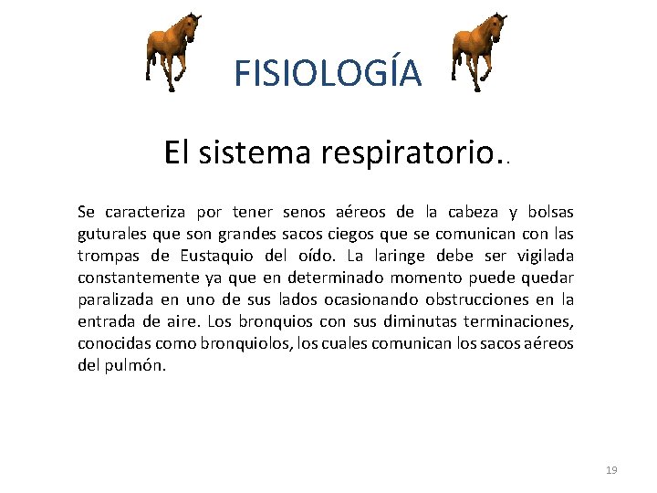 FISIOLOGÍA El sistema respiratorio. . Se caracteriza por tener senos aéreos de la cabeza