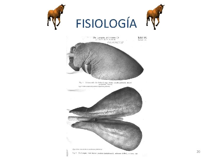 FISIOLOGÍA 20 