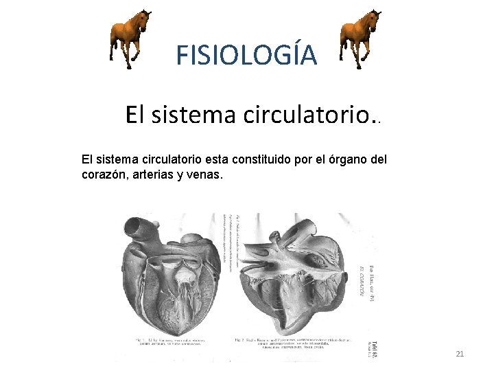 FISIOLOGÍA El sistema circulatorio. . El sistema circulatorio esta constituido por el órgano del