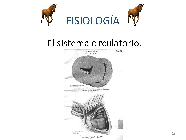 FISIOLOGÍA El sistema circulatorio. . 22 