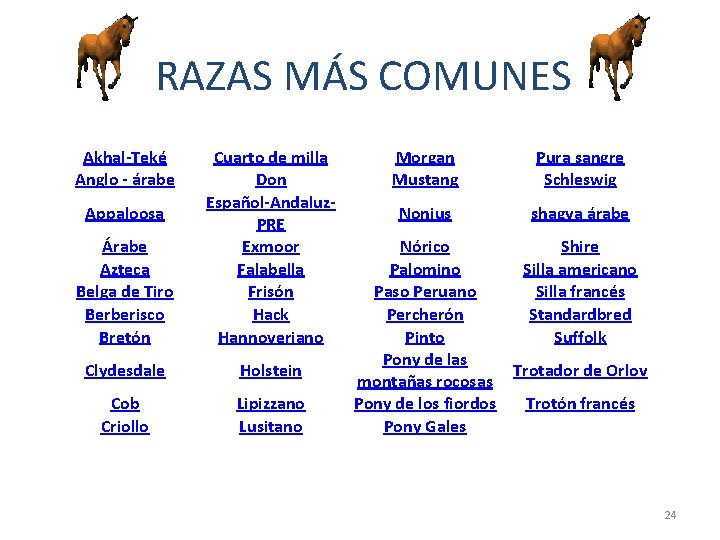 RAZAS MÁS COMUNES Akhal-Teké Anglo - árabe Árabe Azteca Belga de Tiro Berberisco Bretón