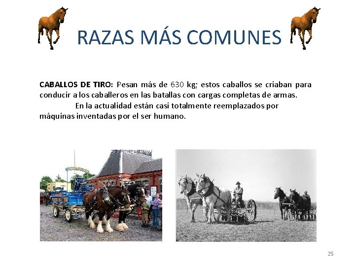 RAZAS MÁS COMUNES CABALLOS DE TIRO: Pesan más de 630 kg; estos caballos se