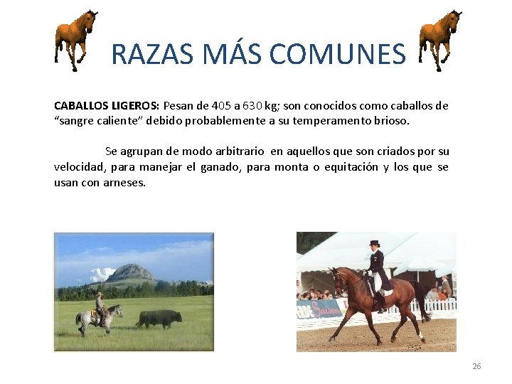 RAZAS MÁS COMUNES CABALLOS LIGEROS: Pesan de 405 a 630 kg; son conocidos como