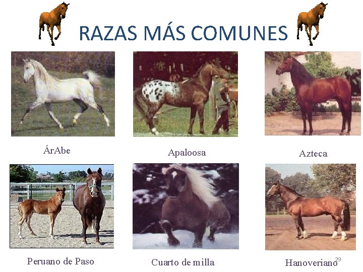 RAZAS MÁS COMUNES Ár. Abe Peruano de Paso Apaloosa Cuarto de milla Azteca 29