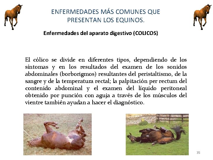 ENFERMEDADES MÁS COMUNES QUE PRESENTAN LOS EQUINOS. Enfermedades del aparato digestivo (COLICOS) El cólico