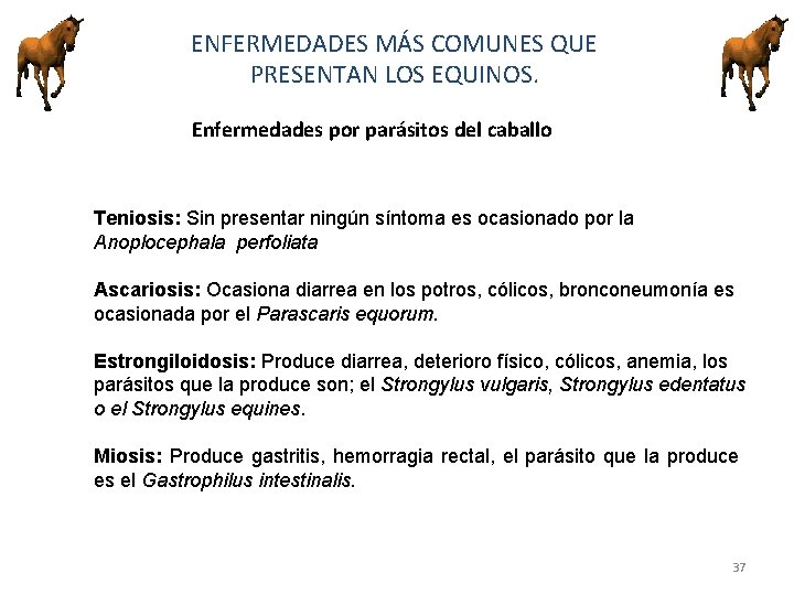 ENFERMEDADES MÁS COMUNES QUE PRESENTAN LOS EQUINOS. Enfermedades por parásitos del caballo Teniosis: Sin