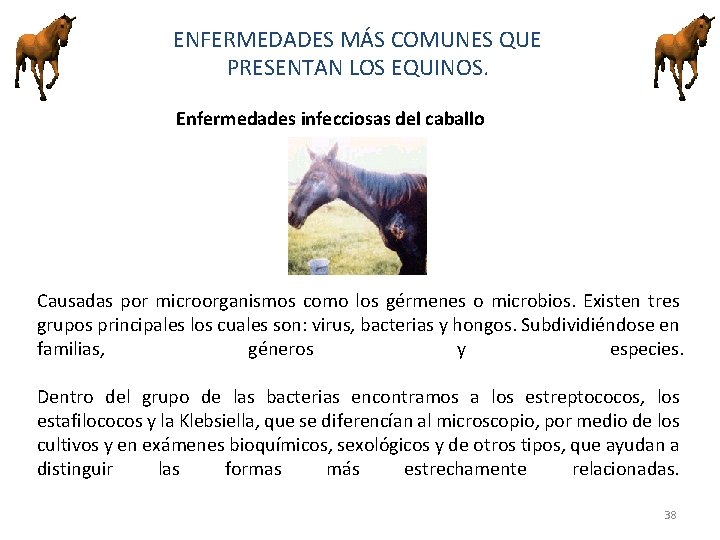 ENFERMEDADES MÁS COMUNES QUE PRESENTAN LOS EQUINOS. Enfermedades infecciosas del caballo Causadas por microorganismos