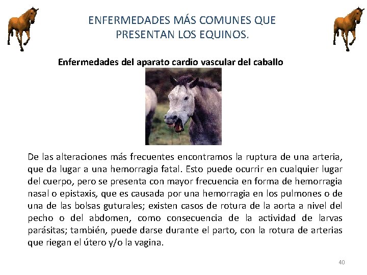 ENFERMEDADES MÁS COMUNES QUE PRESENTAN LOS EQUINOS. Enfermedades del aparato cardio vascular del caballo