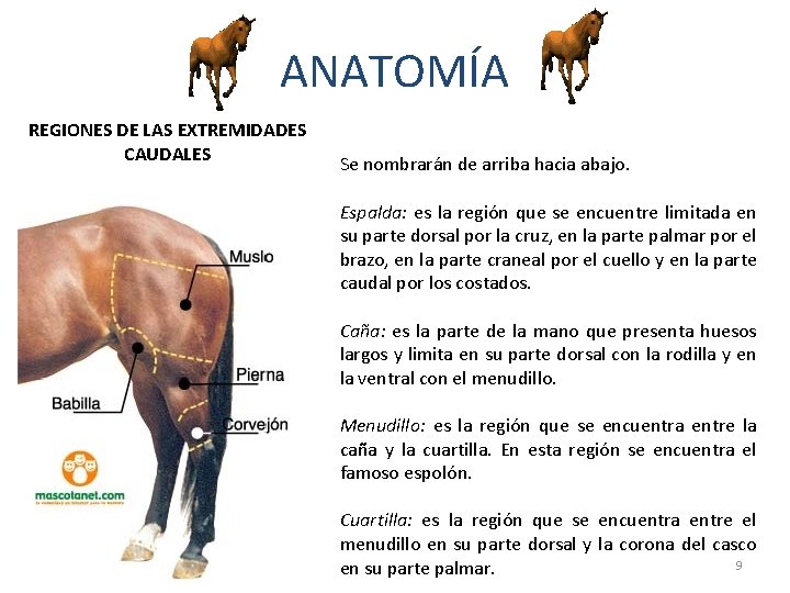 ANATOMÍA REGIONES DE LAS EXTREMIDADES CAUDALES Se nombrarán de arriba hacia abajo. Espalda: es