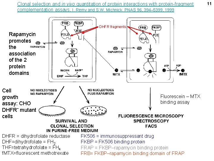 Clonal selection and in vivo quantitation of protein interactions with protein-fragment complementation assays, I.