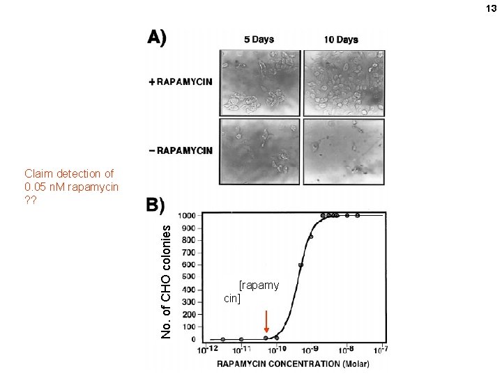 13 No. of CHO colonies Claim detection of 0. 05 n. M rapamycin ?