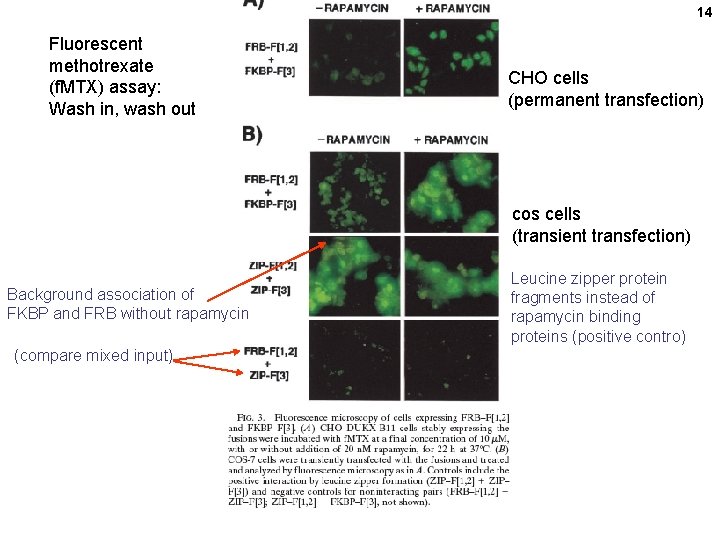 14 Fluorescent methotrexate (f. MTX) assay: Wash in, wash out CHO cells (permanent transfection)