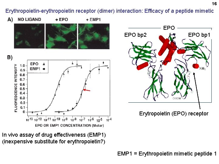 16 Erythropoietin-erythropoietin receptor (dimer) interaction: Efficacy of a peptide mimetic EPO bp 2 EPO