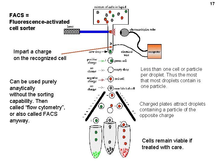 17 FACS = Fluorescence-activated cell sorter Impart a charge on the recognized cell Can