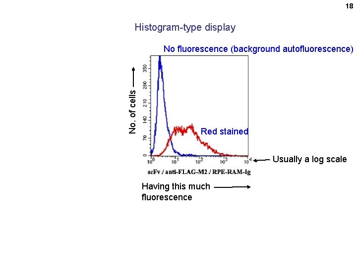 18 Histogram-type display No. of cells No fluorescence (background autofluorescence) Red stained Usually a