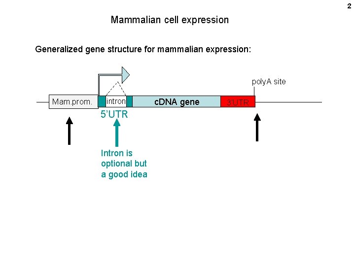 2 Mammalian cell expression Generalized gene structure for mammalian expression: poly. A site Mam.