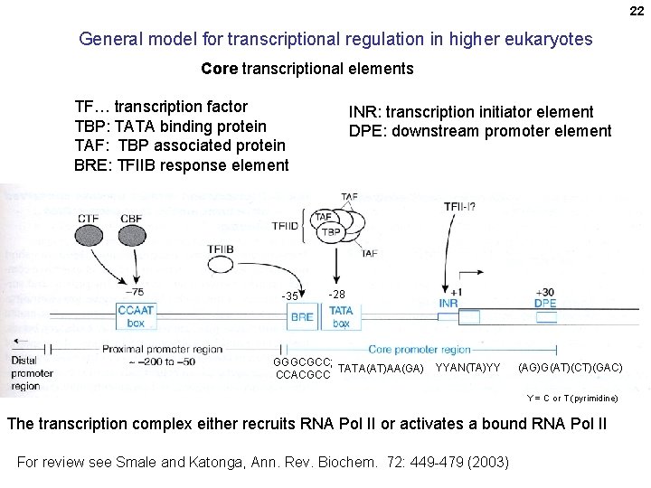 22 General model for transcriptional regulation in higher eukaryotes Core transcriptional elements TF… transcription