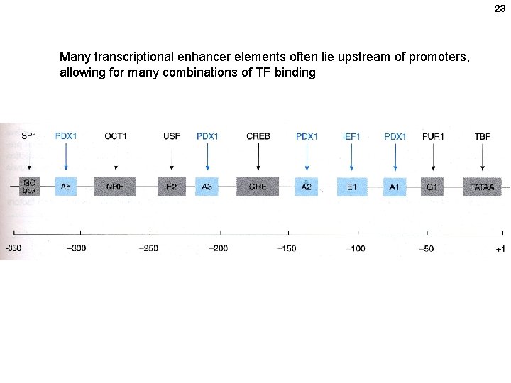 23 Many transcriptional enhancer elements often lie upstream of promoters, allowing for many combinations