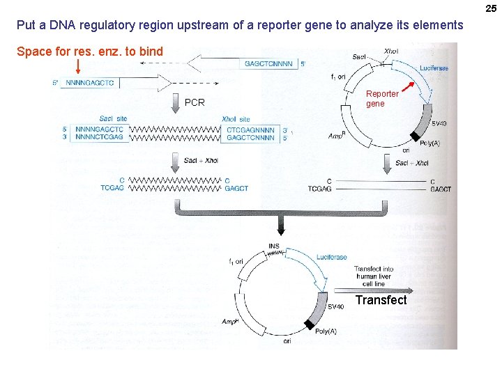 25 Put a DNA regulatory region upstream of a reporter gene to analyze its