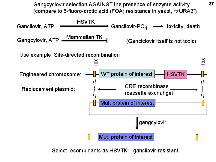 27 Gangcyclovir selection AGAINST the presence of enzyme activity (compare to 5 -fluoro-orotic acid