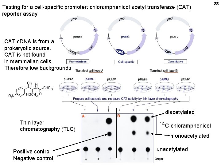 Testing for a cell-specific promoter: chloramphenicol acetyl transferase (CAT) reporter assay CAT c. DNA