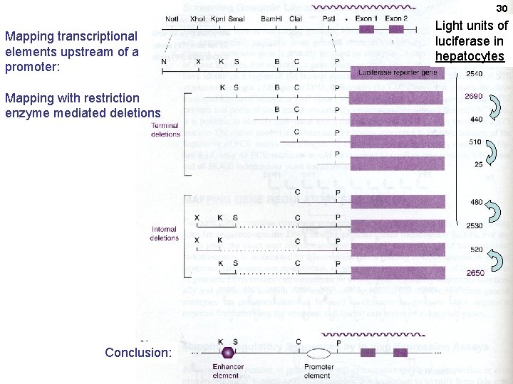 30 Mapping transcriptional elements upstream of a promoter: Mapping with restriction enzyme mediated deletions