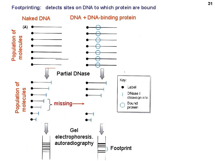 Footprinting: detects sites on DNA to which protein are bound DNA + DNA-binding protein