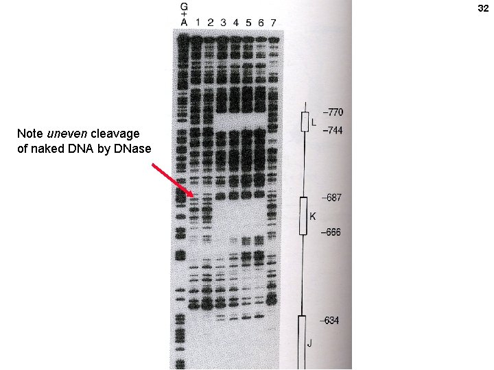 32 Note uneven cleavage of naked DNA by DNase 