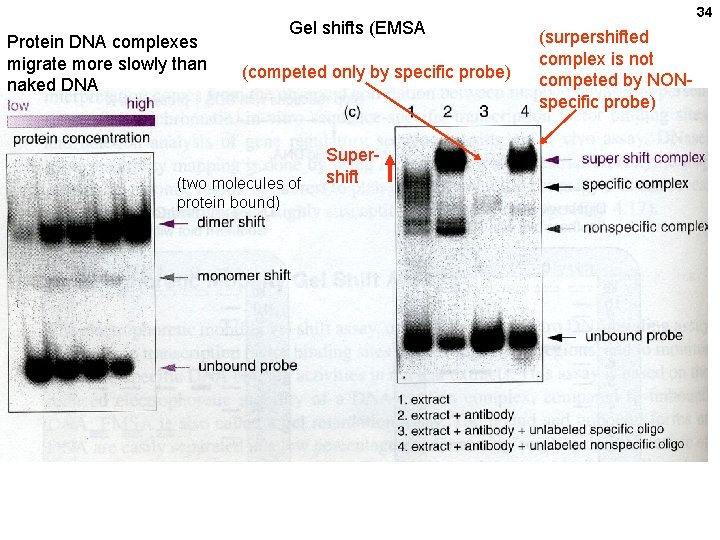 Protein DNA complexes migrate more slowly than naked DNA Gel shifts (EMSA (competed only