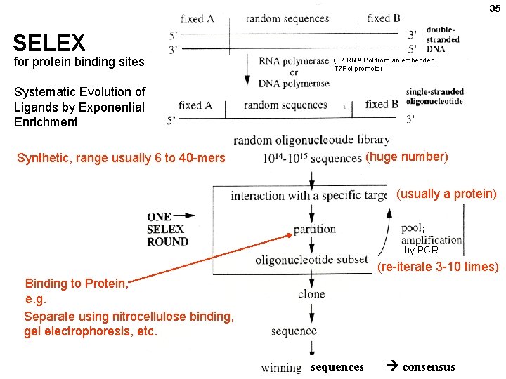 35 SELEX for protein binding sites (T 7 RNA Pol from an embedded T