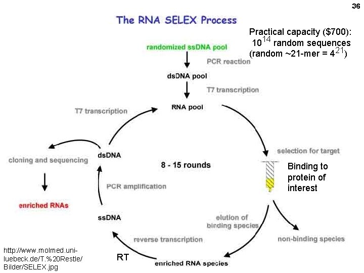 36 Practical capacity ($700): 1014 random sequences (random ~21 -mer = 421) Binding to