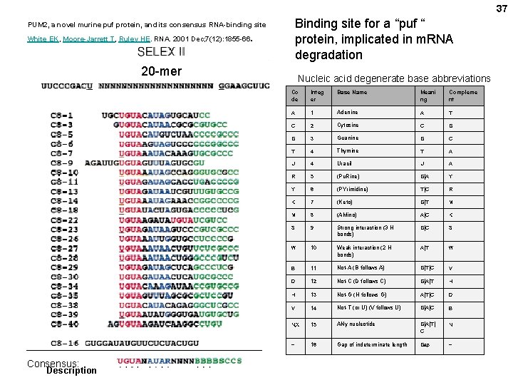 37 Binding site for a “puf “ protein, implicated in m. RNA degradation PUM