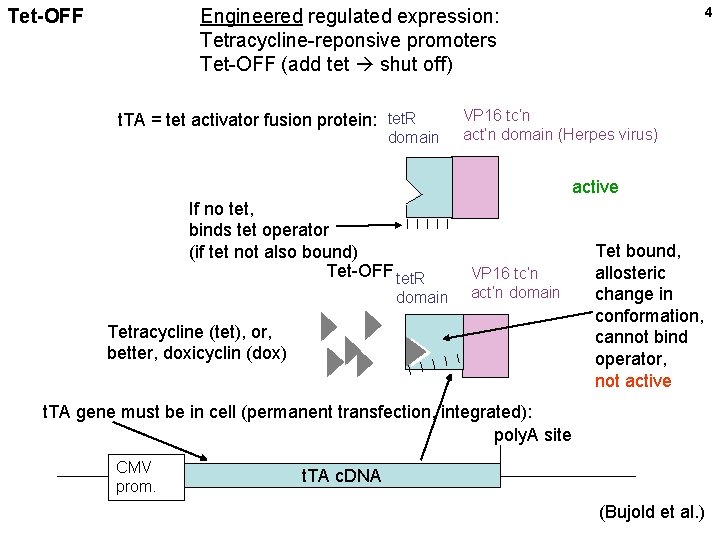 4 Engineered regulated expression: Tetracycline-reponsive promoters Tet-OFF (add tet shut off) Tet-OFF t. TA