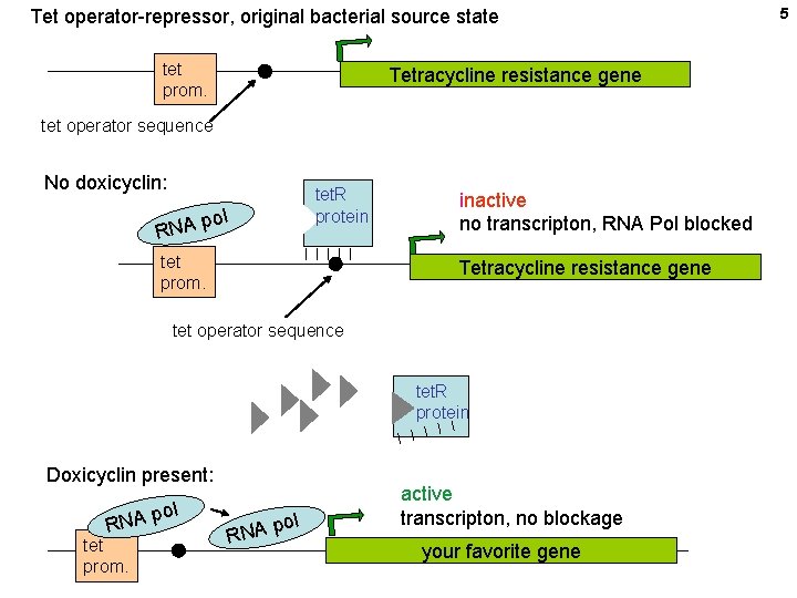 Tet operator-repressor, original bacterial source state tet prom. Tetracycline resistance gene tet operator sequence