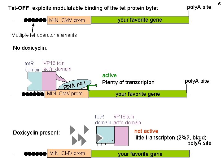 Tet-OFF, exploits modulatable binding of the tet protein bytet MIN. CMV prom. poly. A