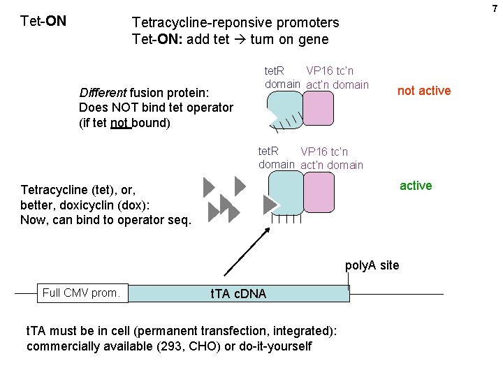 7 Tet-ON Tetracycline-reponsive promoters Tet-ON: add tet turn on gene Different fusion protein: Does
