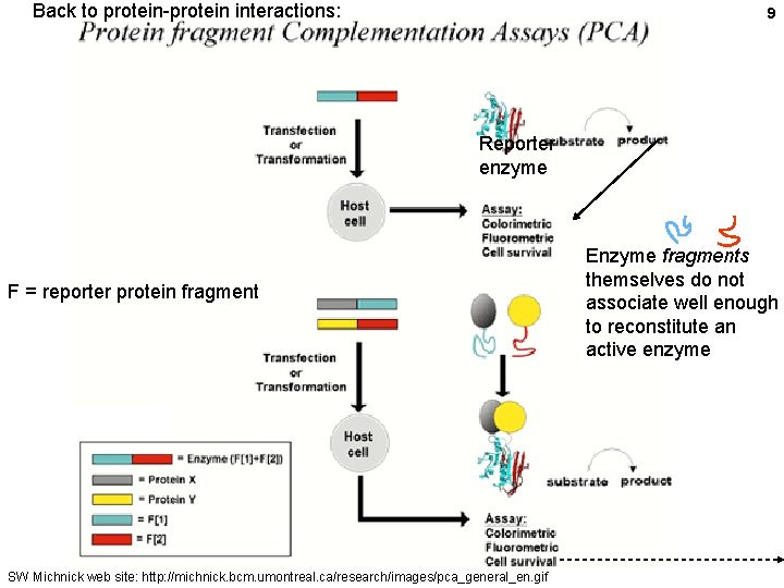 Back to protein-protein interactions: 9 Reporter enzyme F = reporter protein fragment SW Michnick