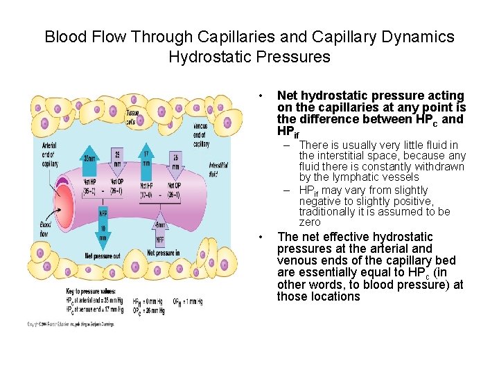 Blood Flow Through Capillaries and Capillary Dynamics Hydrostatic Pressures • Net hydrostatic pressure acting