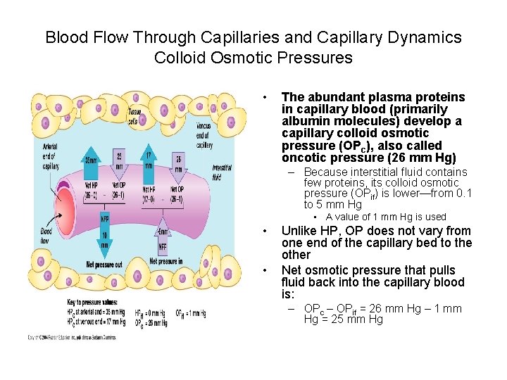 Blood Flow Through Capillaries and Capillary Dynamics Colloid Osmotic Pressures • The abundant plasma