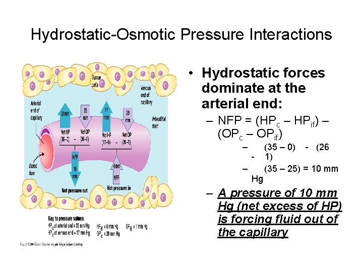 Hydrostatic-Osmotic Pressure Interactions • Hydrostatic forces dominate at the arterial end: – NFP =