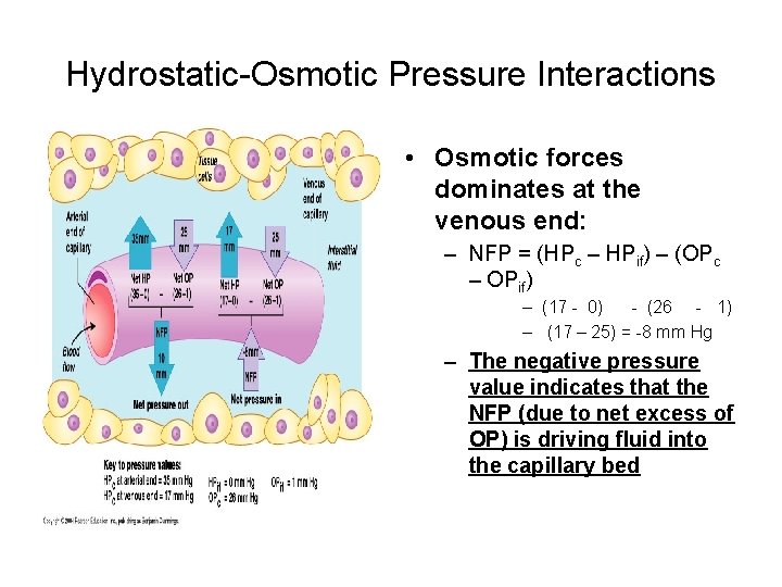 Hydrostatic-Osmotic Pressure Interactions • Osmotic forces dominates at the venous end: – NFP =