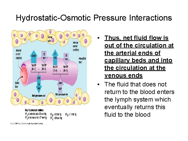 Hydrostatic-Osmotic Pressure Interactions • Thus, net fluid flow is out of the circulation at