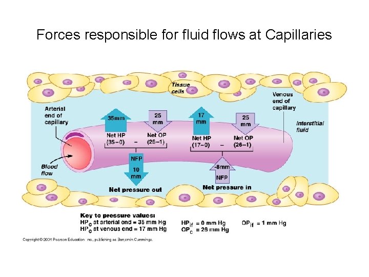Forces responsible for fluid flows at Capillaries 