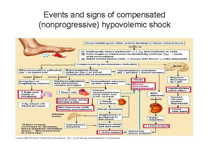 Events and signs of compensated (nonprogressive) hypovolemic shock 