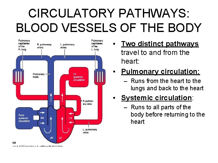 CIRCULATORY PATHWAYS: BLOOD VESSELS OF THE BODY • Two distinct pathways travel to and