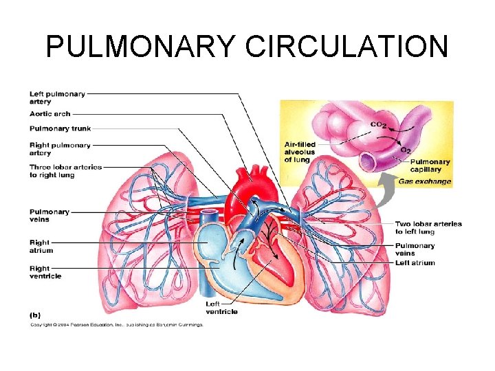 PULMONARY CIRCULATION 