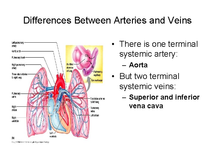 Differences Between Arteries and Veins • There is one terminal systemic artery: – Aorta
